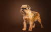 Brussels Griffon on the brown background.