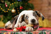 tapiz de Navidad con un perro.
