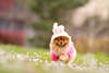 Foto ordinate cani in miniatura