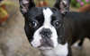 Cane nobile Bulldog francese in un servizio fotografico