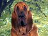 En dengeli, iyi huylu köpek bloodhound resim