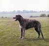 Wolfhound irlandés grande y cariñoso con cada persona