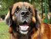 Good and powerful Leonberger