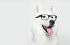 Pastor Branco Suíço cão alegre e inteligente