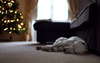 Beyaz köpek uyku ile iç açıcı Noel fotoğraf