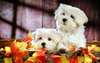 Красивое фото белоснежной собачки породы мальтийская болонка.