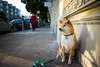 Cão da raça Shiba Inu em Belas foto hd.