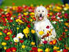 Bonito perro Wolfhound irlandés rodeado de flores maravillosas.