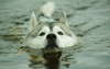 Cão sob água fotografia