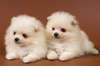 Pomeranian puppies.