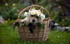 Puppy in a basket.
