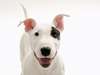 Buon Terrier su uno sfondo bianco.