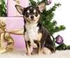 Chihuahua em uma árvore de Natal.