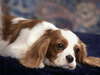 Cavalier King Charles Spaniel lay down to rest.