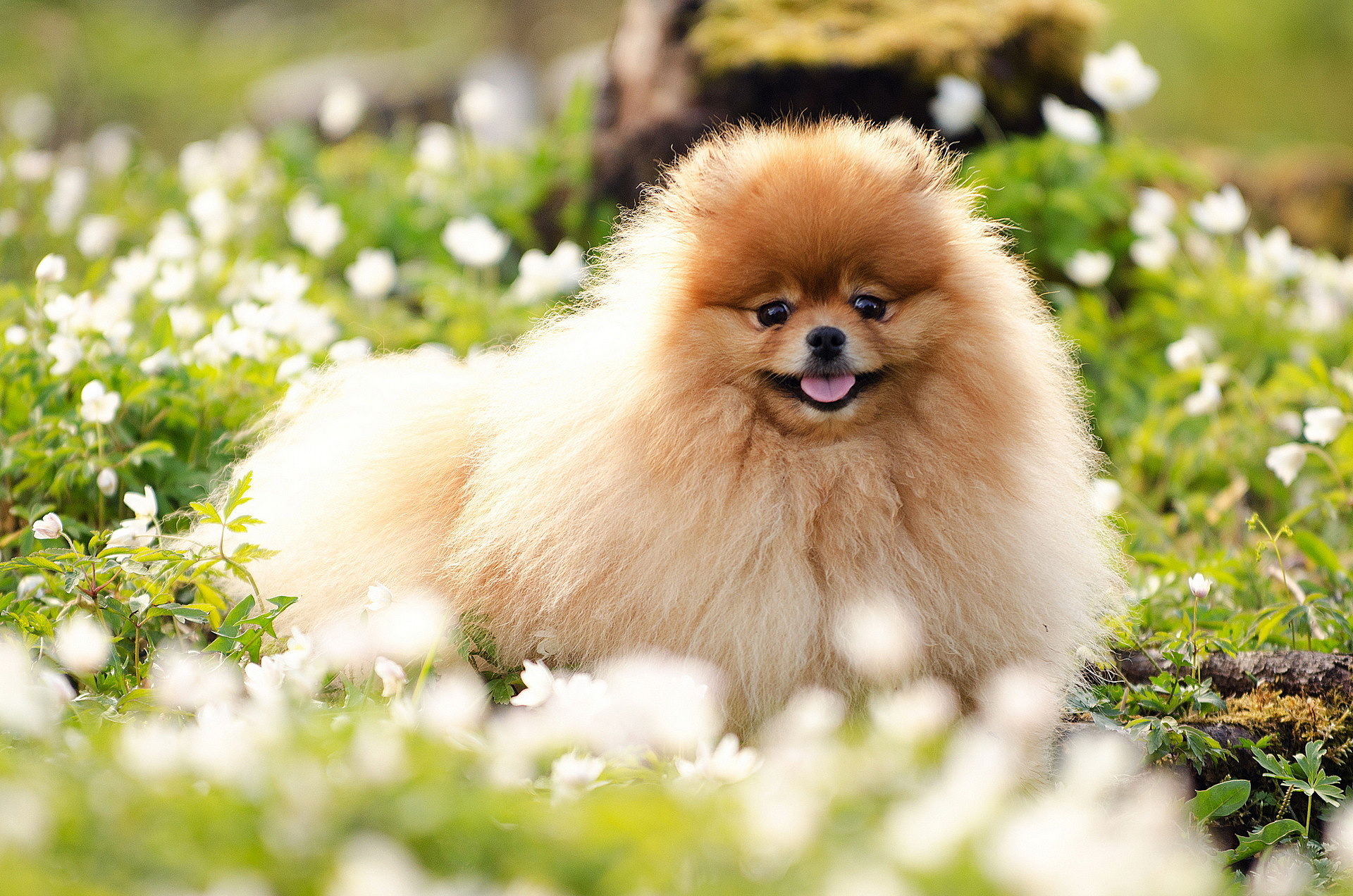 Spitz Hund unruhig Foto qualitativ hochwertige Fotos